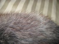 Лот: 13233116. Фото: 6. небольшой воротник -- натур. мех...