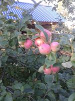 Лот: 16812766. Фото: 10. Продам Дачу. Водники. СНТ Заря...