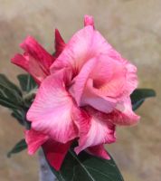 Лот: 17532229. Фото: 7. Адениум Peony