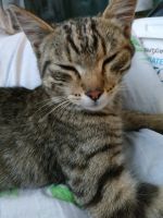 Лот: 16228332. Фото: 4. Котенок, девочка, примерно пятый... Красноярск