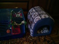 Лот: 7461735. Фото: 3. Хорек. Растения и животные