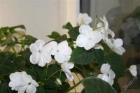 Лот: 2863426. Фото: 2. Ванька (бальзамин). Комнатные растения и уход