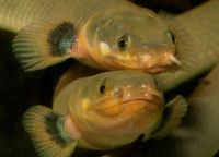 Лот: 20042928. Фото: 2. Взрослые каламоихты калабарские. Аквариумистика