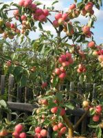 Лот: 5865151. Фото: 2. Саженецы яблони-полукультурки... Семена, рассада, садовые растения
