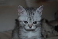 Лот: 3682420. Фото: 3. Шотландский котенок девочка. Растения и животные