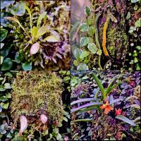 Лот: 25855696. Фото: 6. Мини-Орхидеи. Большая коллекция