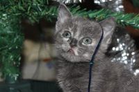 Лот: 1483183. Фото: 2. Котенок девочка 1 месяц. Животные и уход