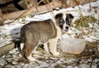 Лот: 8400545. Фото: 3. Маленькие щенульки бесплатно. Растения и животные