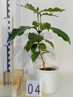 Лот: 18038689. Фото: 2. Кофе дерево. Комнатные растения и уход