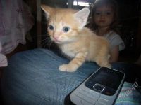 Лот: 436386. Фото: 3. Отдам пушистых котят в хорошие... Растения и животные