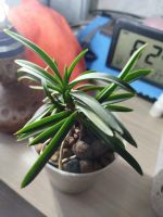 Лот: 20536751. Фото: 4. Японские орхидеи neofinetia falcata. Красноярск