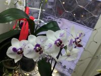 Лот: 8798589. Фото: 3. Орхидея Фаленопсис. Растения и животные