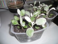 Лот: 13741349. Фото: 3. Цинерария,цена за 2 плошки по... Для дачи, дома, огорода, бани, парка