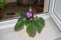 Лот: 4172668. Фото: 2. Глоксиния (цена за цветущее растение... Комнатные растения и уход