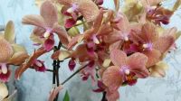 Лот: 18180510. Фото: 5. Орхидея фаленопсис сортовая Сансет...