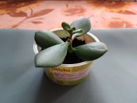 Лот: 25527663. Фото: 2. Денежное дерево 2. Комнатные растения и уход