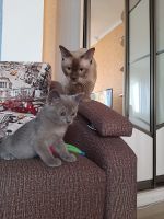 Лот: 17280156. Фото: 2. Бурманский котёнок. Животные и уход