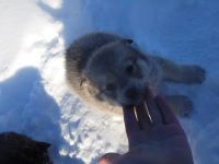 Лот: 6925276. Фото: 2. Щенки в добрые руки, будут размером... Животные и уход