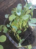 Лот: 16073530. Фото: 2. Рассада капусты цветной Сноуболл. Семена, рассада, садовые растения