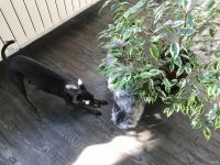 Лот: 17092607. Фото: 6. Фикус