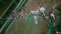 Лот: 16200485. Фото: 5. Плекостомус, Плекостомус альбино...