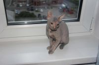 Лот: 5919662. Фото: 3. кошка лысая. Растения и животные