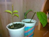 Лот: 1195208. Фото: 3. Клеродендрум Томпсона (молодое... Растения и животные