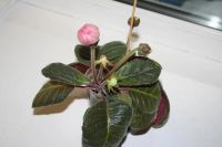 Лот: 4236807. Фото: 2. Глоксиния красно-белая махровая... Комнатные растения и уход
