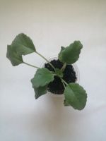 Лот: 14297032. Фото: 3. Альсобия. Растения и животные