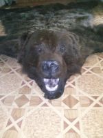 Лот: 3943474. Фото: 2. Шкура-ковер медведя. Предметы интерьера