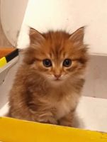 Лот: 25125375. Фото: 2. Рыжий котёнок. Животные и уход