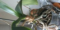 Лот: 13535627. Фото: 3. Орхидея. Растения и животные