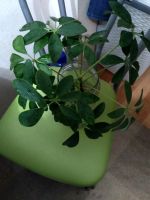 Лот: 14169276. Фото: 2. Шеффлера. Комнатные растения и уход