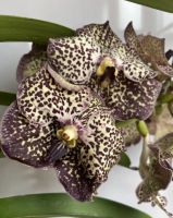 Лот: 21979554. Фото: 2. Орхидея Ванда взрослая. Комнатные растения и уход
