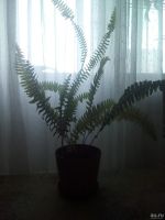 Лот: 13599633. Фото: 7. Растение