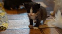 Лот: 14674126. Фото: 4. Котята. Красноярск
