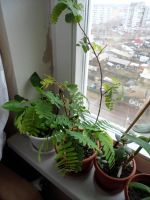 Лот: 5424091. Фото: 2. Тайское растение. Комнатные растения и уход
