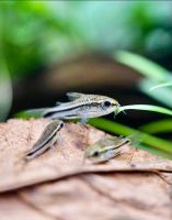 Лот: 11938556. Фото: 8. Коридорас-пигмей (лат. corydoras...