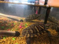 Лот: 14450884. Фото: 3. Красноухие черепахи + аквариум... Растения и животные