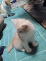 Лот: 16454905. Фото: 3. котята. Растения и животные