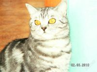 Лот: 2721872. Фото: 3. шотландская красавица. Растения и животные