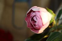 Лот: 4278445. Фото: 5. Розовая махровая глоксиния (цветет...