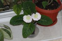 Лот: 3138585. Фото: 3. Глоксиния 16. Растения и животные