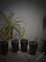 Лот: 2188293. Фото: 3. Пушистик "Хлорофитум" несколько... Растения и животные