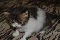 Лот: 6002285. Фото: 3. Персидский котик-очаровашка, 1мес. Растения и животные