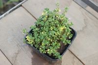 Лот: 9762634. Фото: 2. Чабрец "Дон Валлей" (Thymus "Doone... Семена, рассада, садовые растения