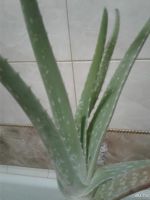 Лот: 9494932. Фото: 2. Алоэ вера. Комнатные растения и уход