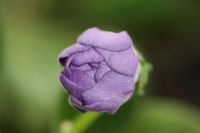 Лот: 3041474. Фото: 6. Глоксиния 5 (цветёт)