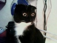 Лот: 2608123. Фото: 2. котята.шотландцы. Животные и уход
