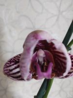 Лот: 13783781. Фото: 2. Орхидея Фаленопсис Анастасия(отцвела... Комнатные растения и уход